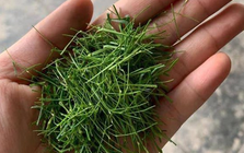 Đừng chỉ ăn quả, lá loại cây này quý như "nhân sâm người nghèo" ở quê mọc um tùm