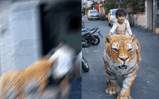 Cứ ngỡ sản phẩm của AI nhưng hình ảnh "em bé cưỡi hổ" trong xóm nhỏ TP.HCM là ảnh thật: Câu chuyện phía sau mới thú vị!