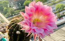 6 loài hoa đẹp như tiên, hương thơm tỏa đi trăm mét, trồng ở ban công hay sân vườn đều lý tưởng