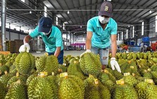 Sự thật việc sầu riêng Việt Nam mất ‘ngôi vương’