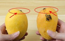 Dân buôn xoài có 4 mẹo chọn xoài chuẩn, chín ngọt tự nhiên, quả nào thịt cũng dày mà hạt siêu lép