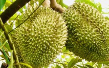 "Đổ lỗi dùng phân bón DAP khiến sầu riêng nhiễm cadimi là chưa chính xác"?