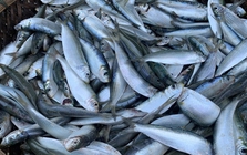 Loại cá "béo" giúp giảm mỡ máu, giàu omega-3 hơn cả cá hồi, giá rẻ bán la liệt chợ Việt