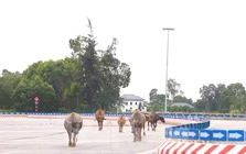 Trâu, bò ‘đi dạo’ trên đại lộ nghìn tỷ