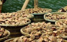 Kho báu của Việt Nam được người Trung Quốc khen "ăn cả ngày không chán": xuất khẩu tăng hơn 300%, toàn cường quốc săn lùng