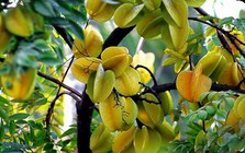 Ông bà dặn: "Trồng cây là trồng phúc, giữ cây là giữ lộc" - 3 cây này dù khó đến mấy cũng đừng chặt