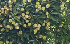Xuất hiện loại vải "gây lú" mùa hè: Nhìn tưởng đột biến, ai ngờ lý do lại khiến dân mạng vừa buồn cười vừa thương