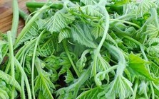 Cách chế biến loại rau bổ ngang thịt, ăn thường xuyên giúp sáng mắt, đẹp da