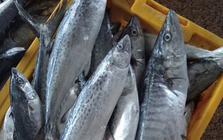 Tưởng cá hồi là "vua omega-3", ai ngờ chỉ đứng hạng 2: Nhà vô địch thực sự là loại cá bình dân, bán đầy chợ Việt