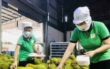 Tin giả gây hại cho thị trường sầu riêng