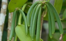 Loại quả đắt đỏ bậc nhất thế giới, từng có giá 15 triệu đồng/kg, ở Việt Nam cũng trồng