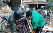 Mận vừa vào mùa đã 'vấp' cảnh rớt giá thê thảm
