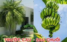 Ông bà dặn kỹ: "Trước cau sau chuối" - Sự thật là gì mà người nhà giàu không dám đảo ngược?
