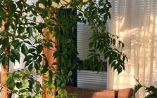 Khuyên thật lòng: Phòng khách trồng đúng 3 cây này, vượng khí dâng cao, tiền về như nước