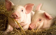 Sau lùm xùm của C.P, giá cổ phiếu Masan MEATLife và Dabaco tăng vọt