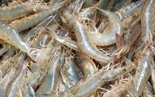 Tưởng tôm hùm là "vua canxi", ai ngờ thua xa loại tôm nhà quê, giá rẻ, bán đầy chợ Việt