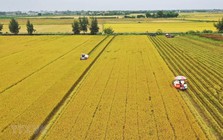 Một lô hàng 500 tấn vừa được xuất sang Nhật Bản: Việt Nam là nước đầu tiên trên thế giới làm được điều này