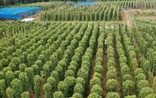 Mỹ bất ngờ săn lùng một loại nông sản quý hiếm của Việt Nam: Nước ta xuất khẩu bằng cả thế giới cộng lại, sở hữu hơn 100.000 ha diện tích trồng