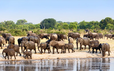 Zimbabwe tiêu diệt voi cung cấp thịt cho cư dân