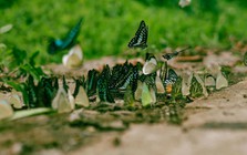 Hàng triệu cánh bướm bay rợp trời ở Cúc Phương, giới trẻ đổ xô chụp ảnh
