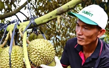 Cảnh trái ngược trên thị trường sầu riêng Lâm Đồng