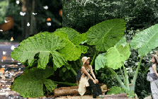 Trải nghiệm thế giới "Ghibli đời thực" ngay gần Hà Nội: Nơi này đang chờ bạn với những cánh rừng đậm chất cổ tích và một nhịp sống đủ chậm để nhớ cả đời!