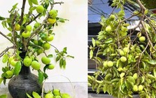 Thị thơm vào mùa, chị em lùng mua cả cành về chưng nhà