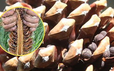 Loại hạt đắt đỏ bậc nhất thế giới, ở Việt Nam xưa rụng đầy gốc ít ai nhặt
