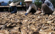 'Vựa lúa dưới lòng đất' của Việt Nam được Nhật Bản mạnh tay mua hàng nghìn tấn: xuất khẩu tăng khủng hơn 1.000%, Trung Quốc rốt ráo săn lùng