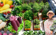 Mê mẩn khu vườn sân thượng đẹp 'như vẽ bằng AI' của mẹ đảm Đà Nẵng