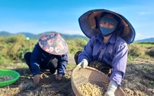 Hành tăm 'được mùa - mất giá', đầu ra ế ẩm khiến người dân như ngồi trên lửa
