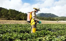 Hỗ trợ nông dân canh tác, sử dụng thuốc bảo vệ thực vật bền vững