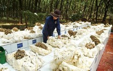 Vượt Trung Quốc, Hàn Quốc, hơn 300 nghìn tấn “vàng trắng” từ Campuchia ồ ạt vào Việt Nam