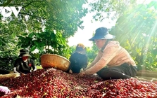 Cần cơ chế tháo gỡ cho các doanh nghiệp nông lâm ở các địa bàn khó khăn
