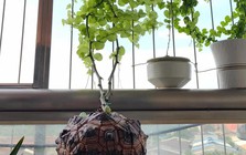 Chồng chê cây của vợ là “đống đá kỳ dị”, cư dân mạng liền phản pháo: “Không hiểu thì đừng nói nhảm!”