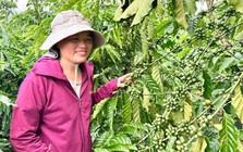 Cà phê tăng giá như vàng, nông dân gom tiền mở rộng canh tác