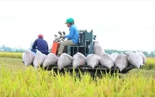 Việt Nam thu về 33,8 tỷ USD từ xuất khẩu nông sản, giao thương với Mỹ tăng mạnh