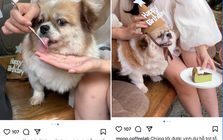 Xôn xao quán cà phê nổi tiếng ở Hà Nội bị tố cho thú cưng dùng chung dụng cụ với khách, phía quán nói gì?