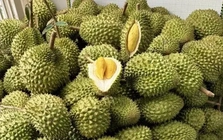 Sầu riêng Việt đón chuyên gia Trung Quốc: Cú hích xuất khẩu, "mở khóa" thị trường tỷ đô