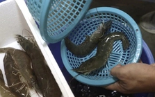 Có thừa tiền ra chợ thấy 5 kiểu tôm này cũng KHÔNG mua: Toàn là mầm bệnh!