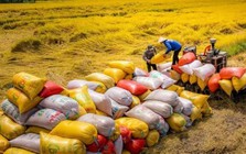 6 tháng đầu năm, Việt Nam xuất khẩu gần 5 triệu tấn gạo