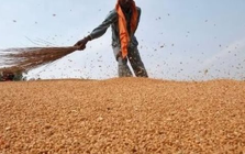 Hàng trăm nghìn tấn ‘báu vật’ từ Nga vừa đổ bộ vào Việt Nam: Thuế nhập khẩu 0%, Moscow đang là 'ông trùm' xuất khẩu của thế giới