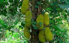 4 loại cây trồng trước nhà giúp tụ lộc, giữ vượng khí, gia chủ phất như diều gặp gió