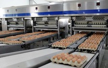 Giá trứng tăng đột biến sau những tháng thấp kỷ lục: Thị trường chao đảo, Hoà Phát vẫn đều đều 1 triệu quả/ngày, báo lãi tăng 135%