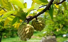 Mất mùa na đặc sản, nông dân Hải Phòng thất thu tiền tỷ Mất mùa na đặc sản, nông dân Hải Phòng thất thu tiền tỷ