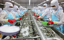 "Vua tôm" báo lãi quý 2/2025 tăng 300%, cao nhất trong vòng 10 quý