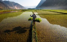 Việt Nam vượt Thái Lan, trở thành nhà xuất khẩu gạo lớn thứ 2 thế giới
