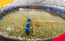 Từng lãi hàng trăm tỷ mỗi năm, "Vua tôm giống" Việt Nam bất ngờ báo lỗ trong 6 tháng đầu năm 2025