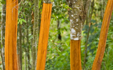 Cứu tinh từ Indonesia đổ bộ giúp Việt Nam xuất khẩu đứng đầu thế giới: Thu về gần 200 triệu USD, nước ta có diện tích trồng hàng trăm nghìn ha