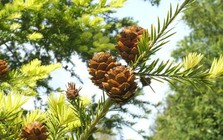 Giữa núi đá Kim Hỷ, một "báu vật" trong Sách Đỏ quý hiếm bậc nhất Việt Nam được bảo vệ khẩn cấp